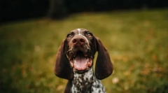 Plné jedlo pre psov crave: len potrebné na riadnu výživu a rozvoj